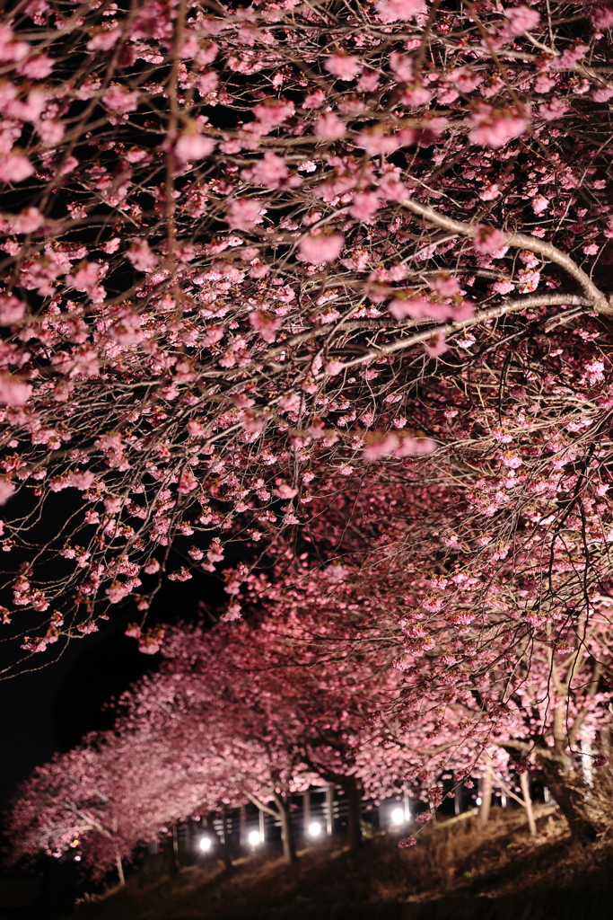 夜桜乱舞