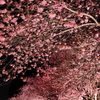 夜桜乱舞