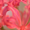 花弁の煌めき