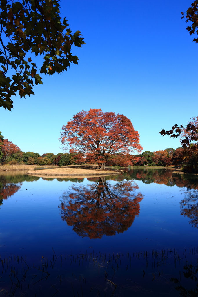 紅葉リフレクション