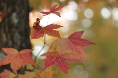 少しだけ紅葉