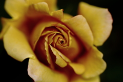 GOLDEN ROSE