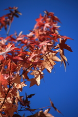紅葉を見に行こうよう　笑