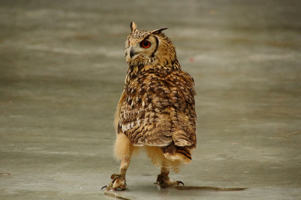 見てんじゃないわよー！