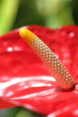 アンスリウムの花