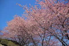 青空に河津桜