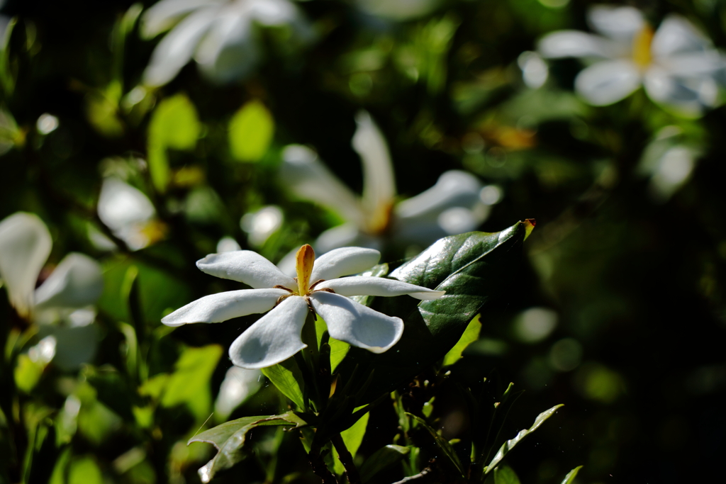 くちなしの花