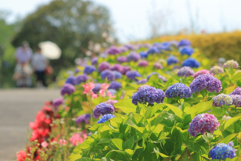 紫陽花散歩