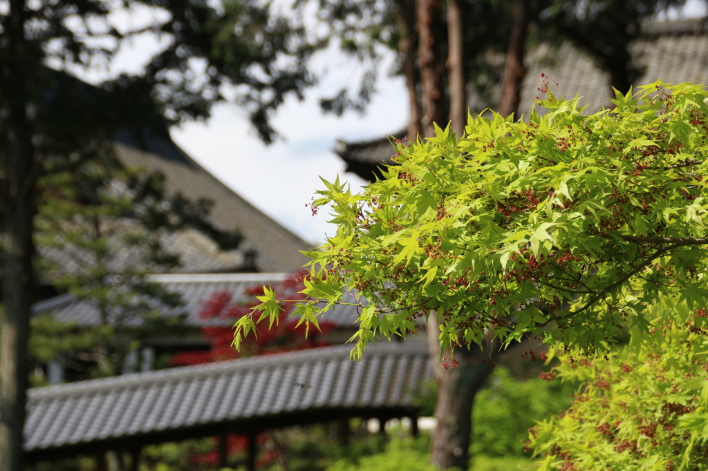 新緑の東福寺2