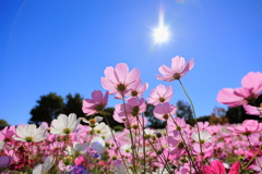 秋陽と秋桜