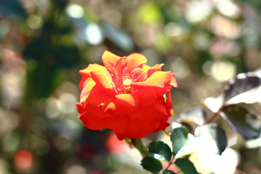 君は薔薇より美しい
