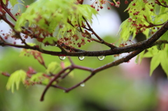 雨粒