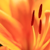 shine with particular brilliance