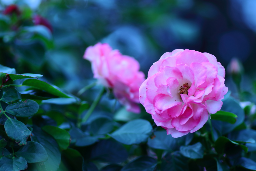 秋薔薇　咲きましたね