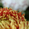 花ひらく
