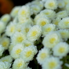 Little White Mum