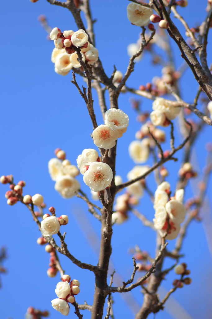 漸く　白梅