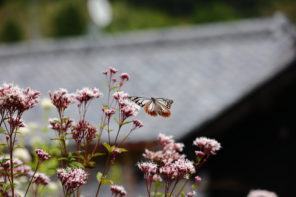 旅の途中