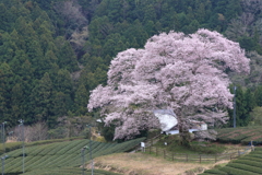 今年のエドヒガン