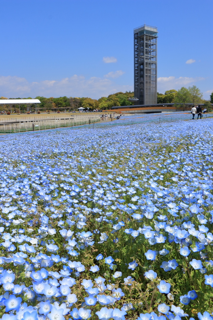 春の風物詩
