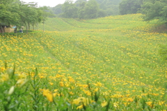 雨に煙る一面の黄色