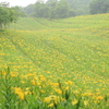 雨に煙る一面の黄色