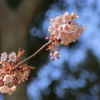 アタミザクラ