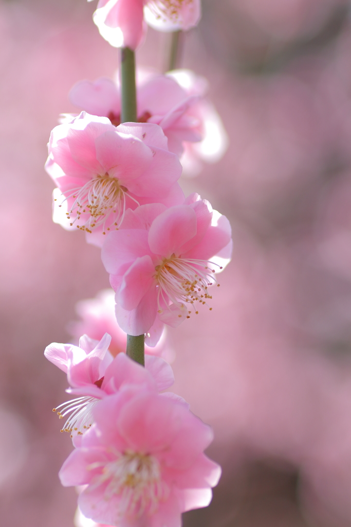 春の陽は優しくて