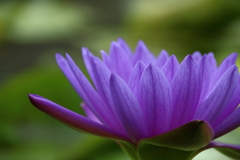 花脈