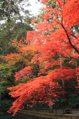 紅葉