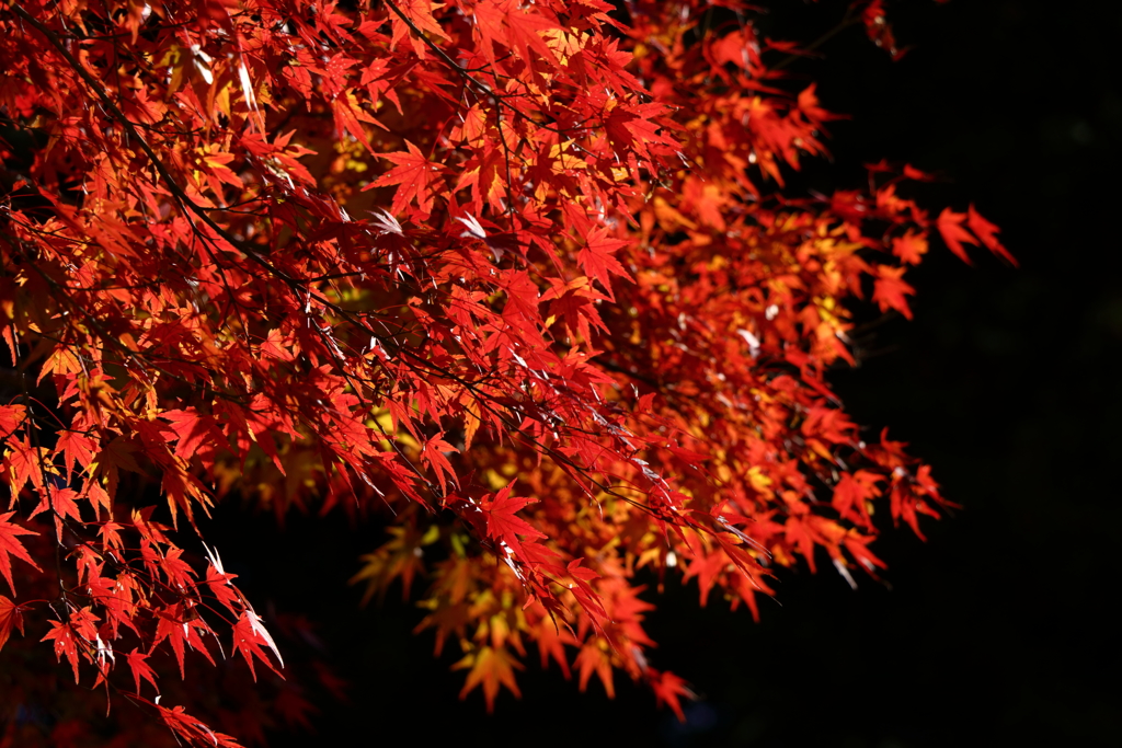 紅燃ゆる