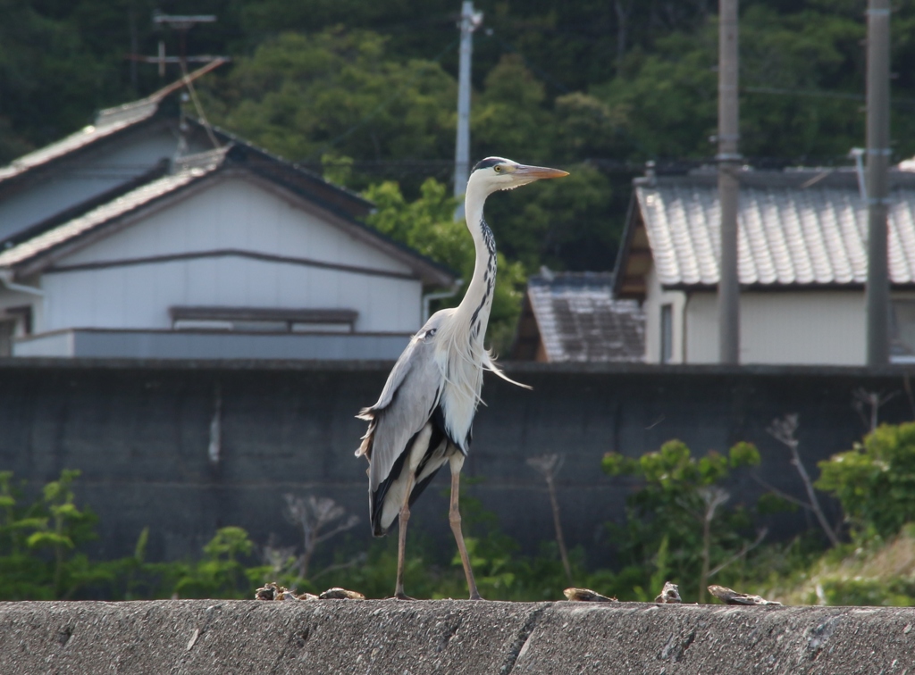 佇み