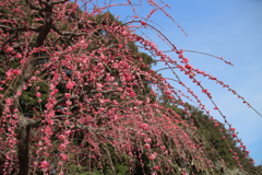 梅降り　紅