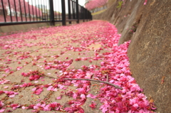 sakuraロード