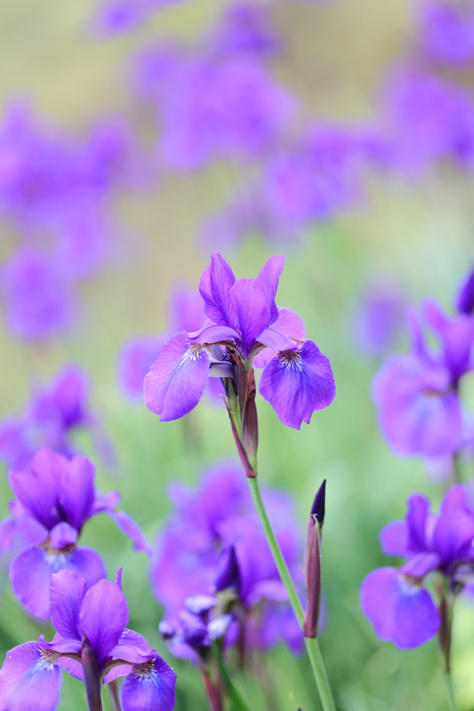 5月の花