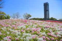 つつじヶ丘