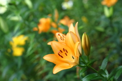 Orange Lily