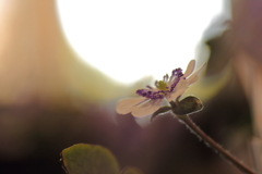 春　花