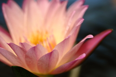浮かび上がる花色