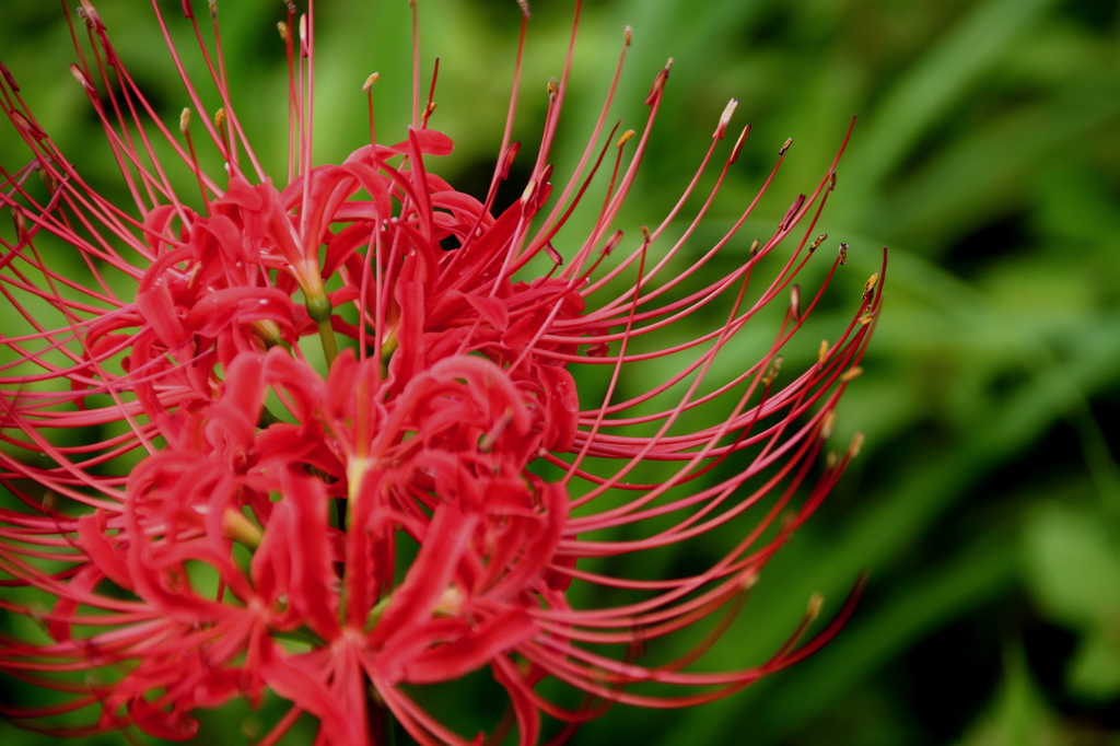 天上の花
