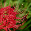 天上の花
