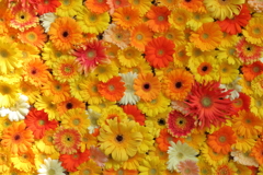 gerbera' s