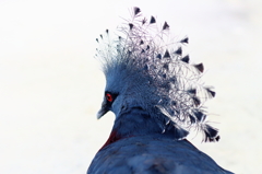 Victoria Crown Pigeon