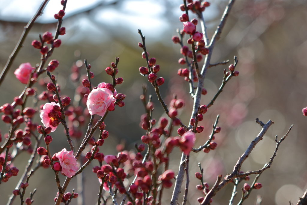 初春の梅園