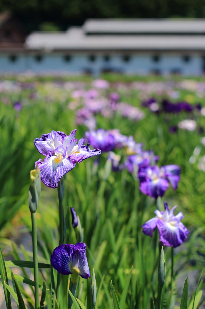 花菖蒲の季節
