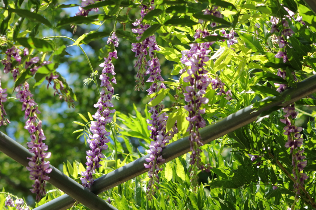 狂い咲き　～藤～