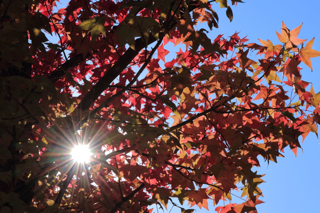 紅葉と太陽