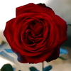 情熱の薔薇