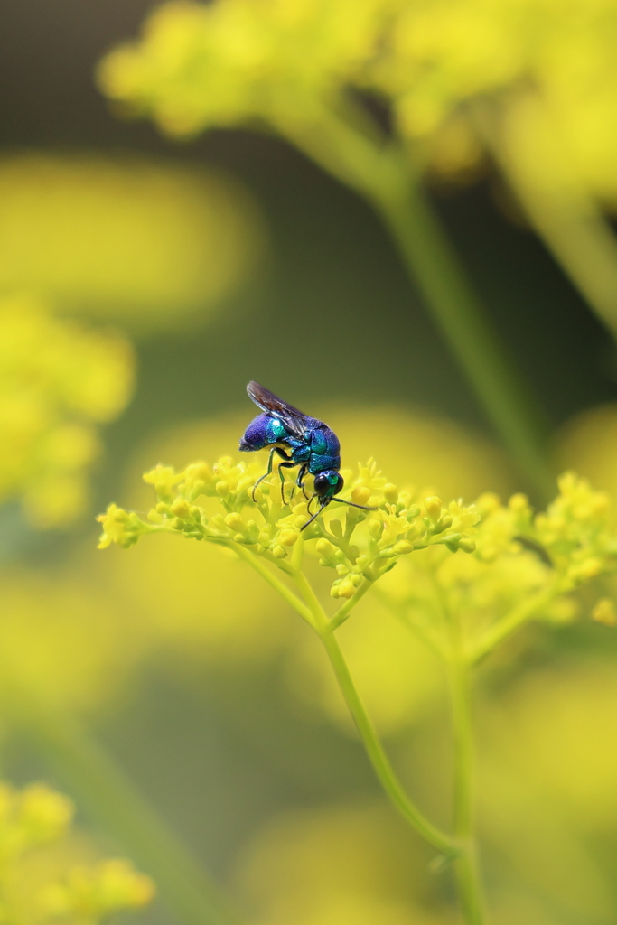 見つけた自分だけが幸せを感じる青い蜂(笑)