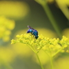見つけた自分だけが幸せを感じる青い蜂(笑)